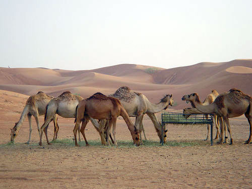 United Arab Emirates