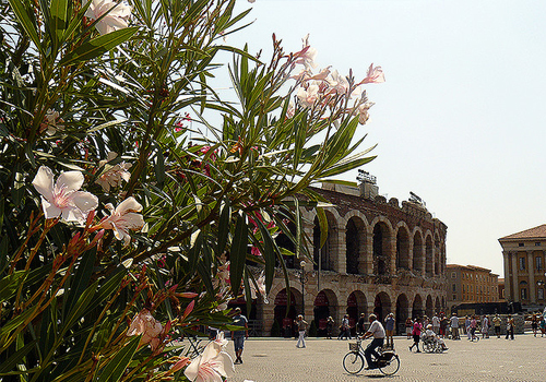 Verona